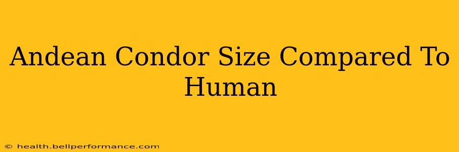 Andean Condor Size Compared To Human